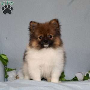 Dunkin, Pomeranian Puppy